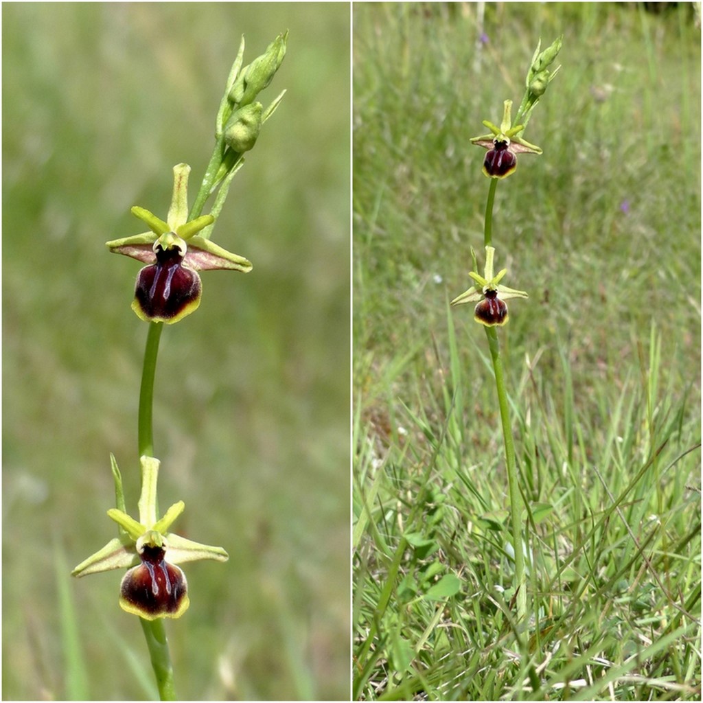 Ophrys tardive e altre orchidee in Epiro - Grecia settentrionale  22_30 maggio 2024.